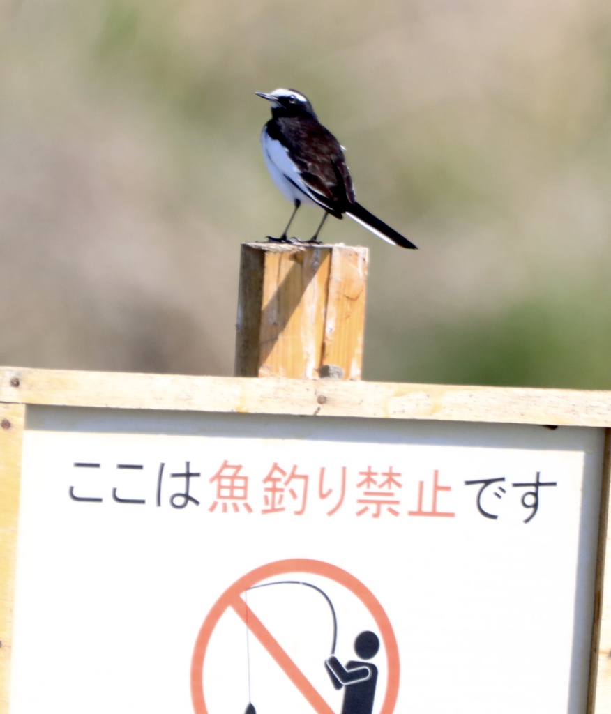 魚釣り禁止