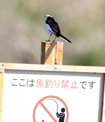 魚釣り禁止