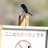 魚釣り禁止