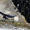 カラスの威迫