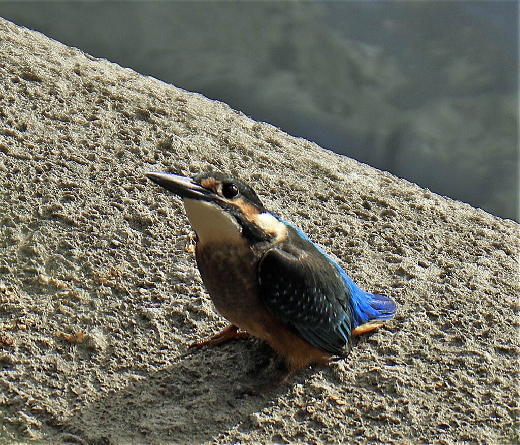 カワセミ98292