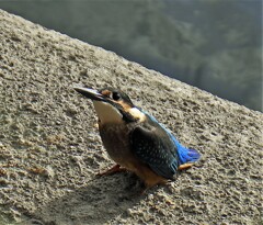 カワセミ98292