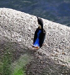 カワセミ9829