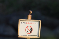 カワセミ　魚釣り禁止