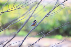 野鳥風景　ヤマガラ