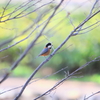 野鳥風景　ヤマガラ