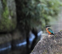 水路上のカワセミさん