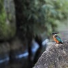 水路上のカワセミさん