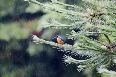 雨の中の若いちゃん