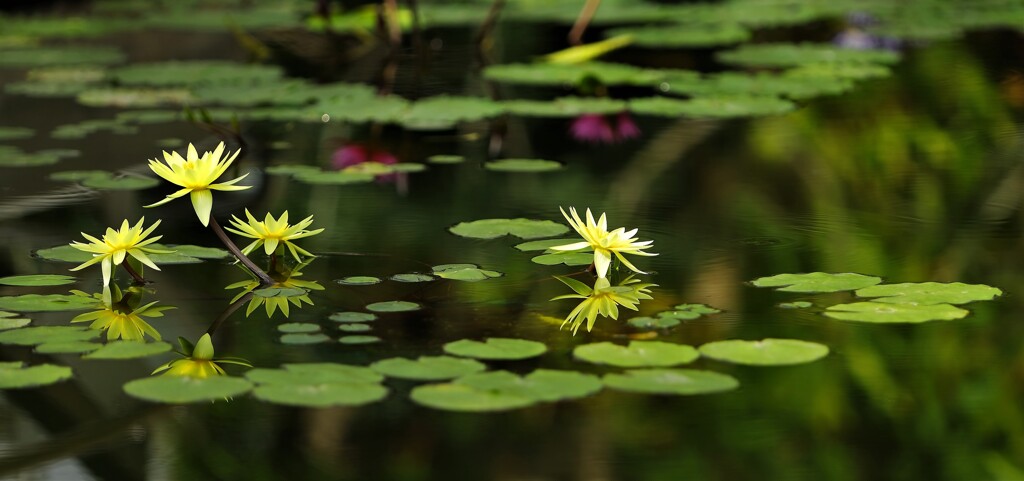 黄色睡蓮花