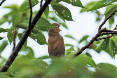 ガビチョウ