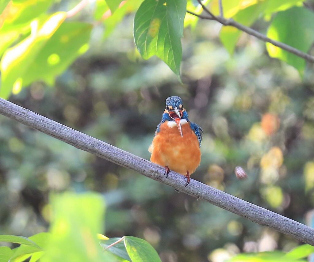 翡翠　骨を吐き出す②