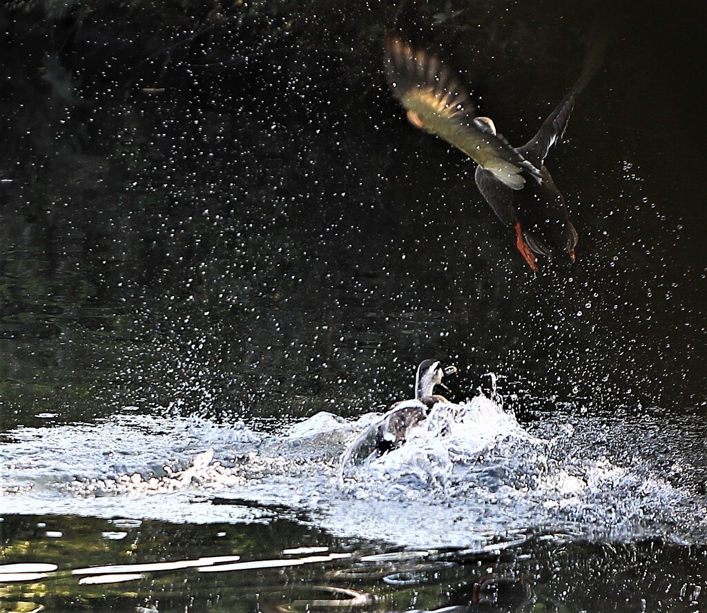 追いかけっこ