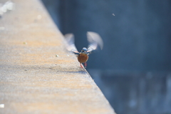 野鳥風景　飛んできた