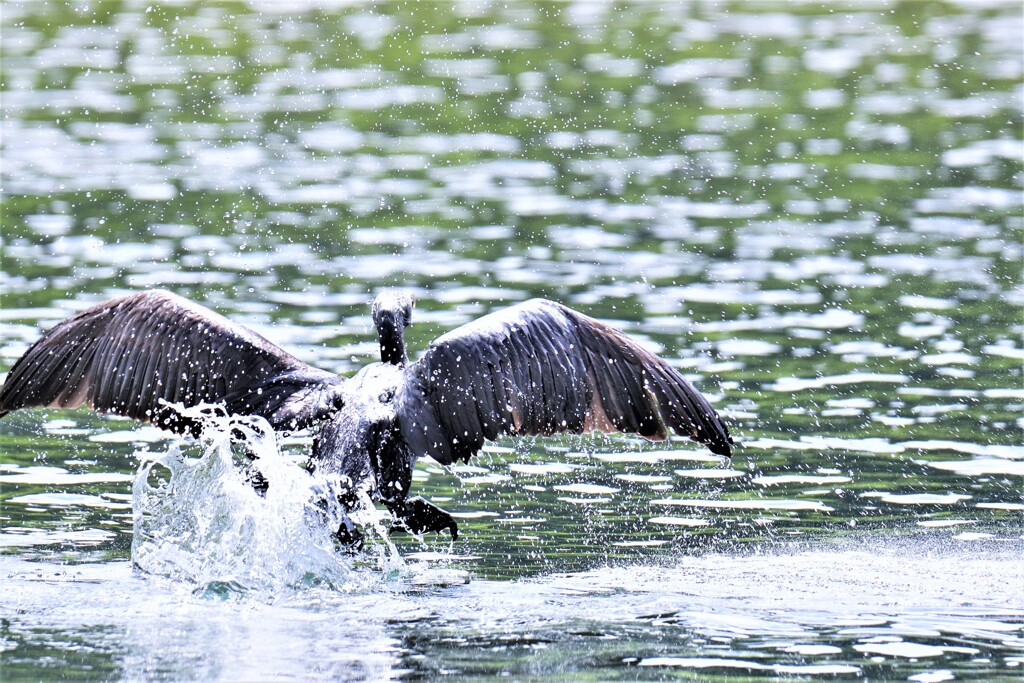 逃げる