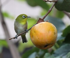 可愛いメジロと大きな柿