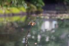 カワセミ風景　ボケ玉