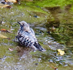 水浴びいい⁉️