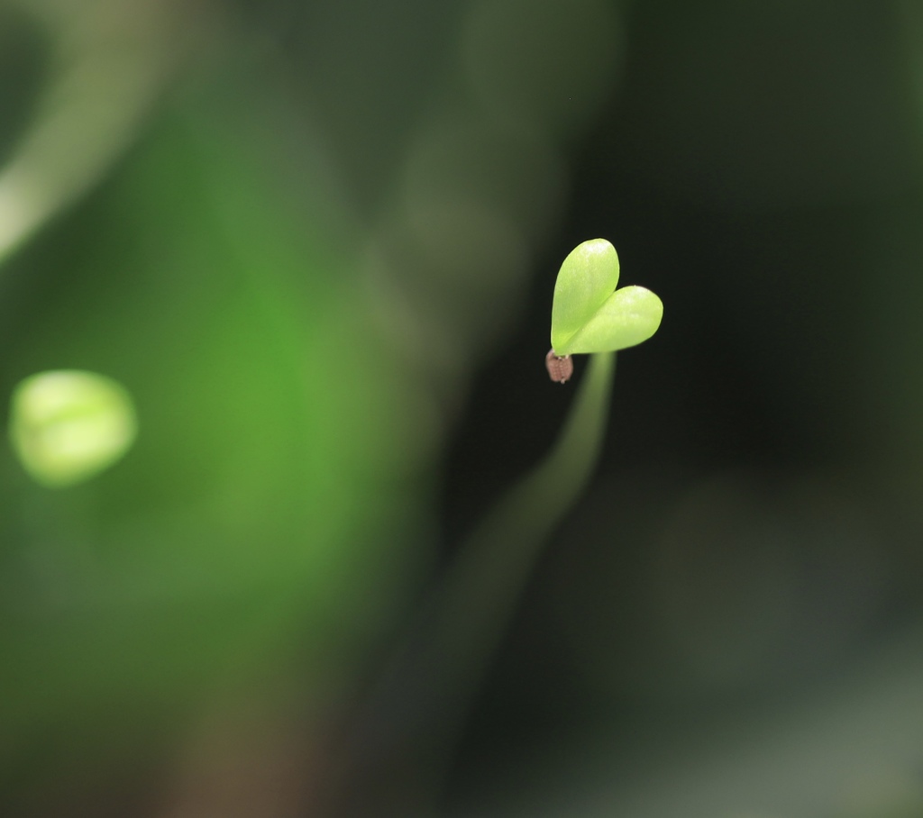 かわいい小妖精  新緑