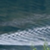 長い波紋カモ