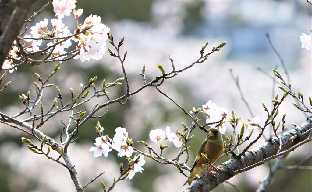 さくら満開の中
