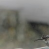 水滴多いね