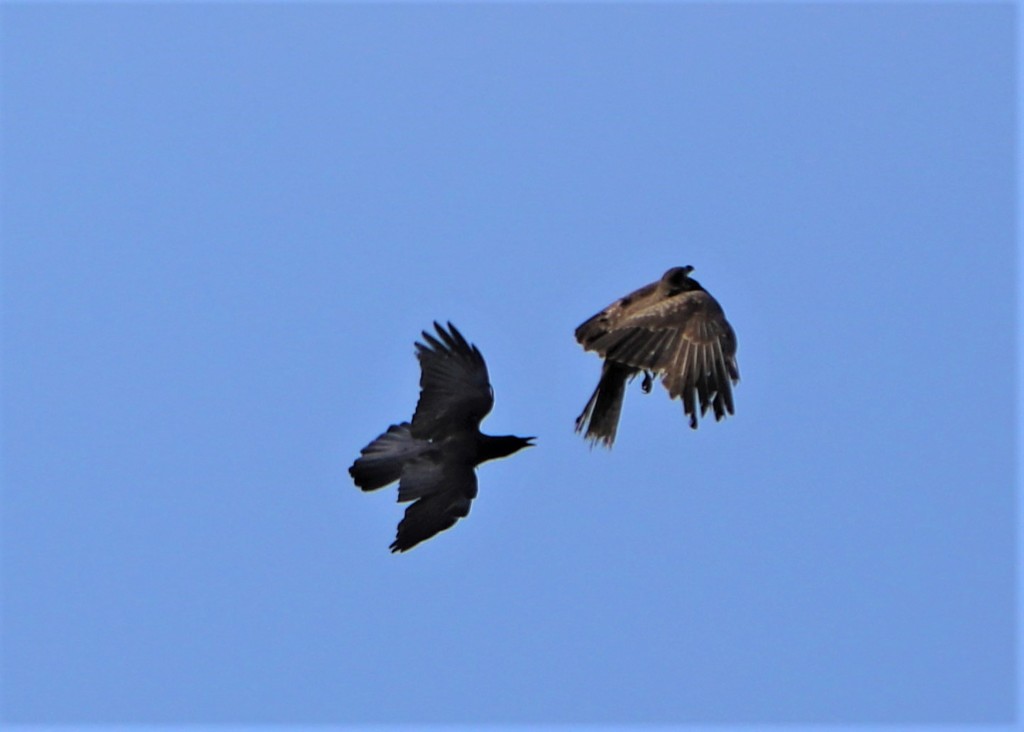 カラスとトンビの戦い その１ By マサプロ Id 写真共有サイト Photohito