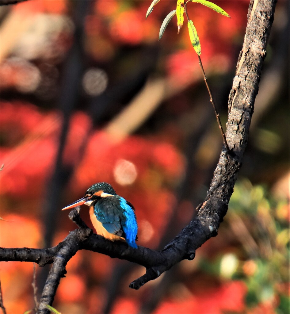 真っ赤な紅葉