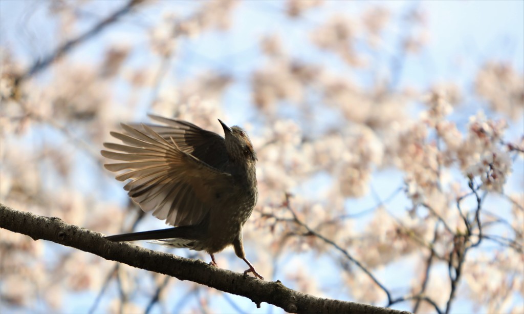 桜の舞