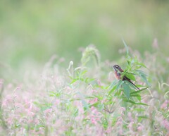 鳥風景
