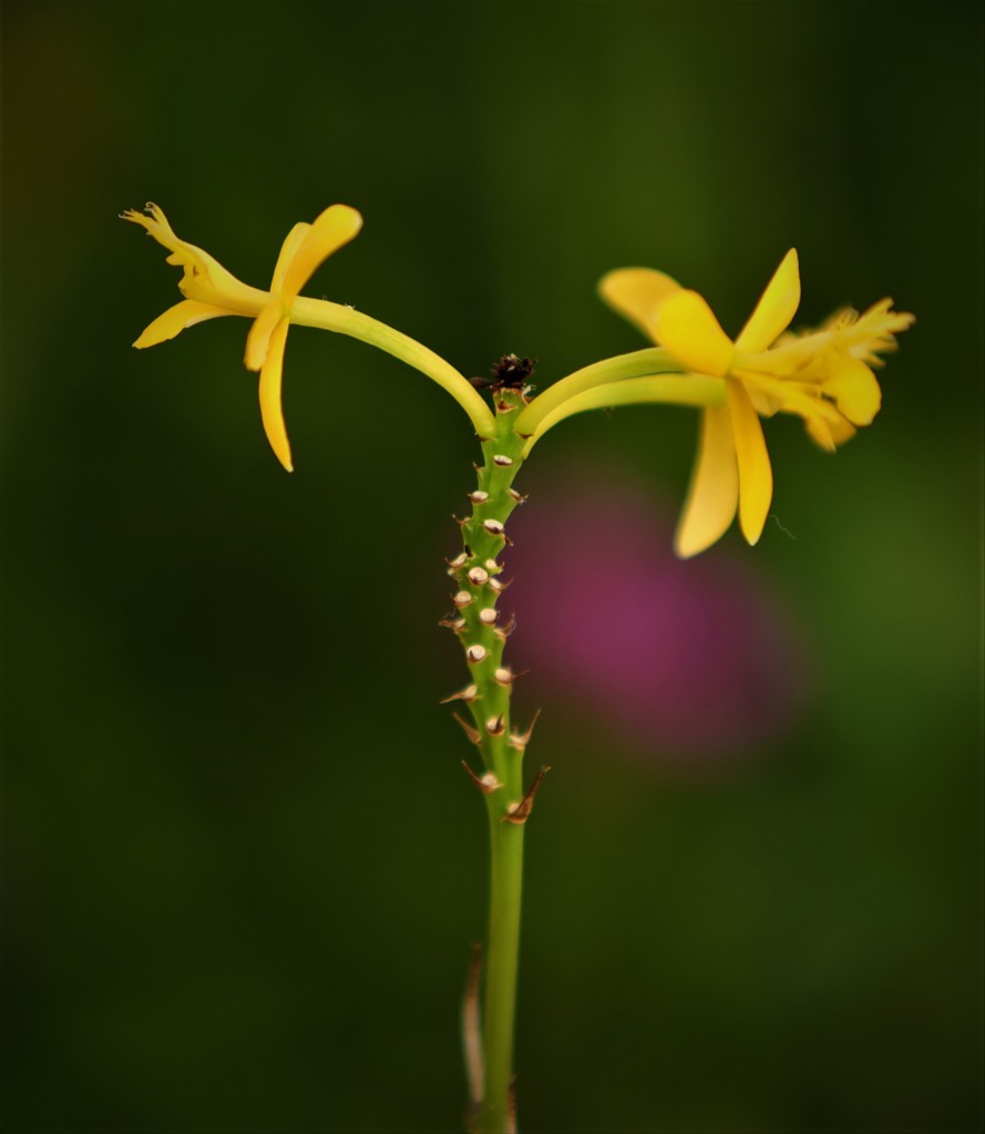 花なのに　ワンチャン？