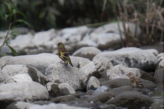カワラヒワヒナ