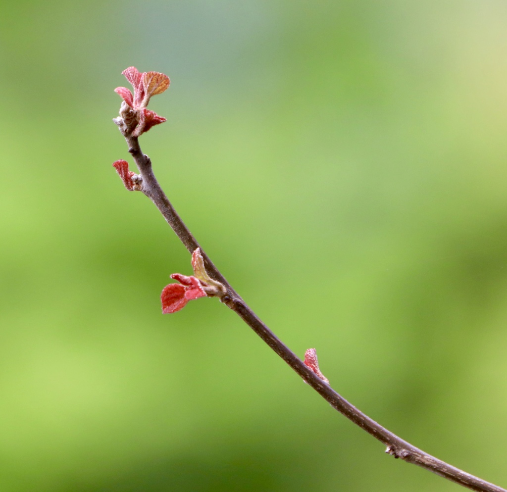 新芽