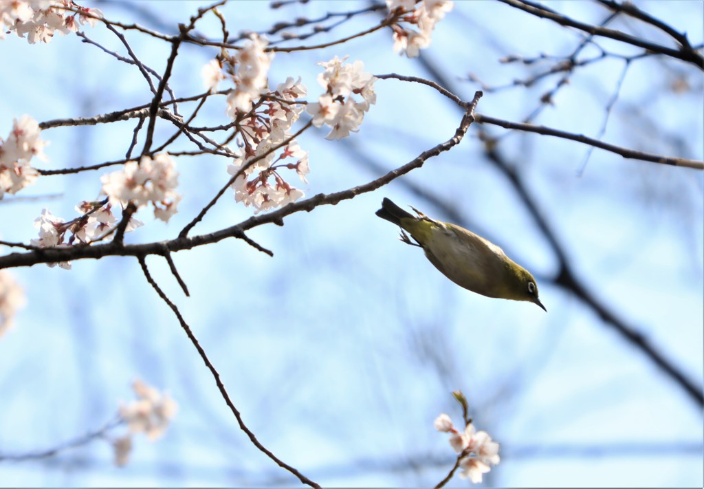 お桜見に行ったよ！