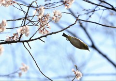 お桜見に行ったよ！