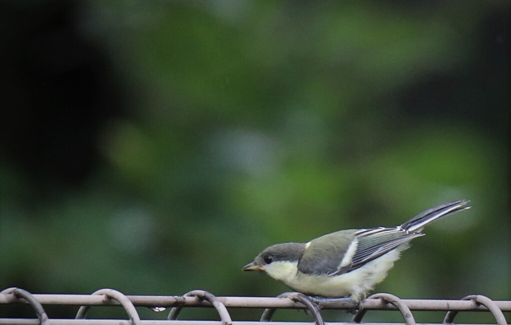 シジュウカラの幼鳥