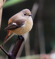 雌のジョウビタキさん