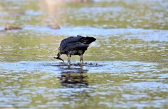 カラスも魚狩り！