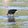 カラスも魚狩り！