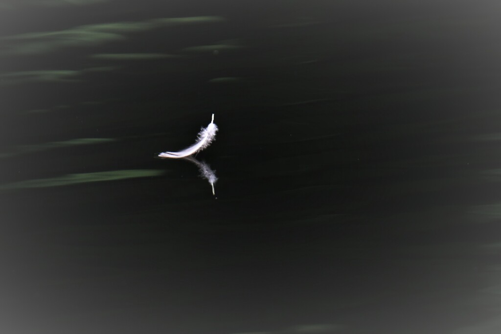羽漂流
