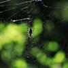 幻の巣