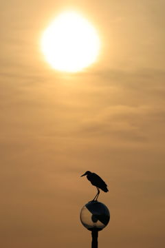 アオサギと太陽