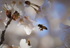 さくら大好きの蜜蜂