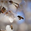 さくら大好きの蜜蜂