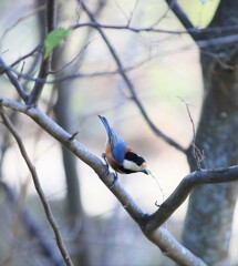 野鳥風景　いい香りかな