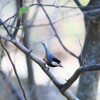 野鳥風景　いい香りかな