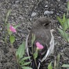 ヒナ花