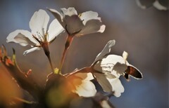桜の影と蜂の影