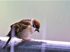 雀ちゃん凄い！