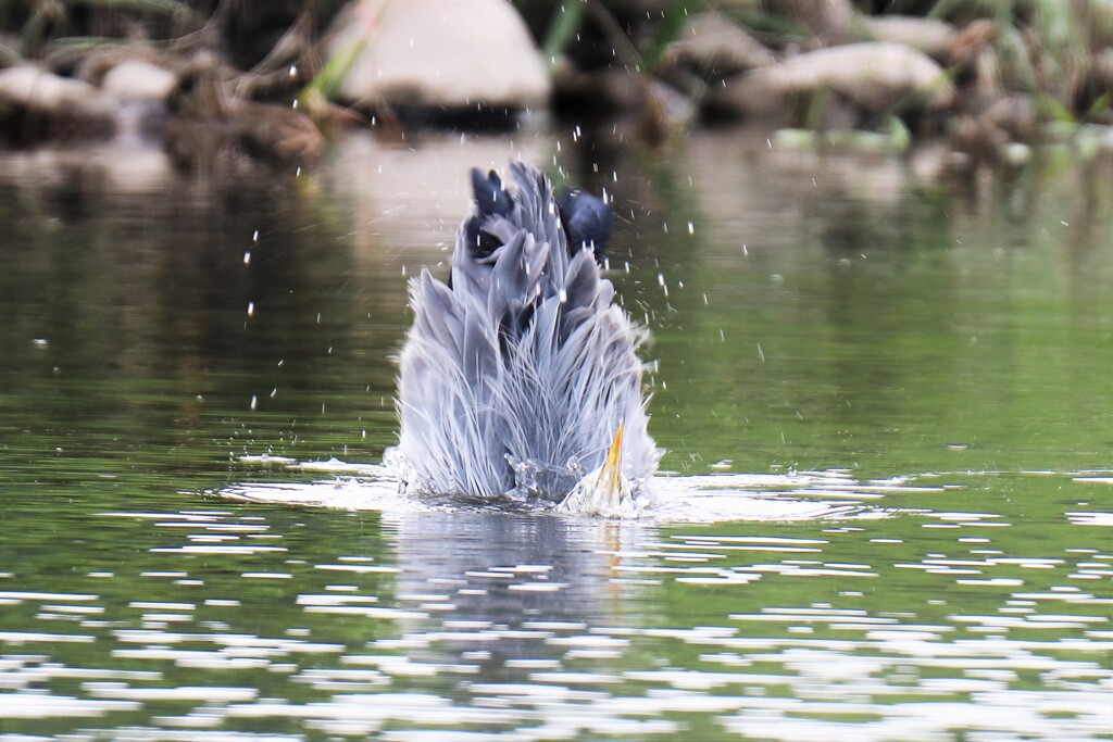 蒼ちゃん水浴び